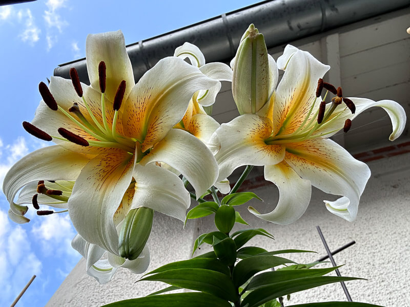 Lis (Lilium) 'Mister Cas' en été sur mon balcon parisien, Paris 19e (75)