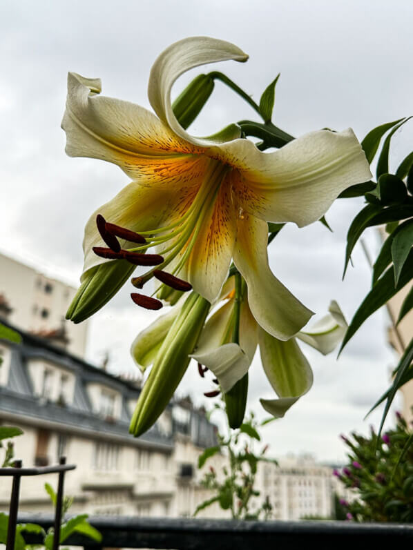 Lilium 'Mister Cas', lis en été sur mon balcon parisien, Paris 19e (75)