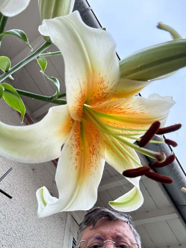 Lilium 'Mister Cas', lis en été sur mon balcon parisien, Paris 19e (75)