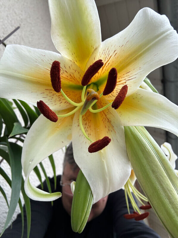 Lilium 'Mister Cas', lis en été sur mon balcon parisien, Paris 19e (75)