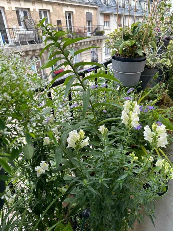 Lis et mufliers en été sur mon balcon parisien, Paris 19e (75)