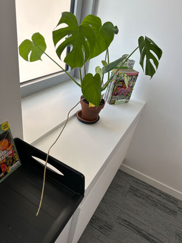 Monstera deliciosa, Araceae, racine aérienne, plante d'intérieur, Boulogne-Billancourt (92)