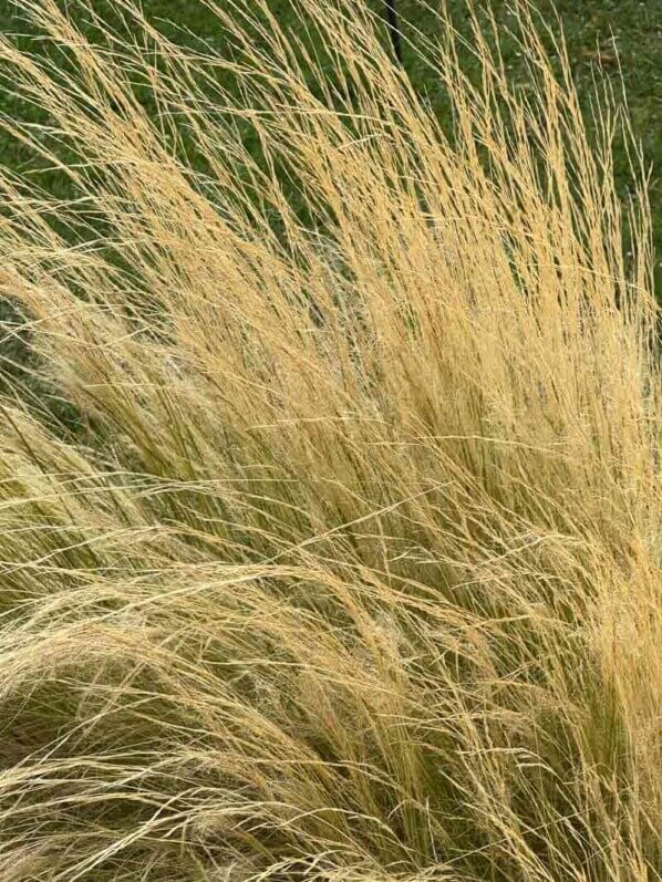 Nassella tenuissima (Stipa tenuifolia) en été dans le Jardin des plantes, Paris 5e (75)