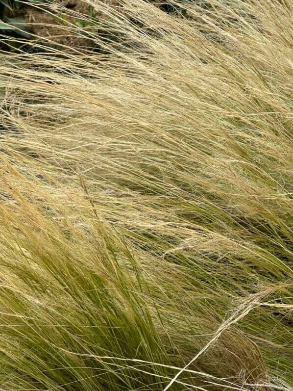 Nassella tenuissima (Stipa tenuifolia) en été dans le Jardin des plantes, Paris 5e (75)