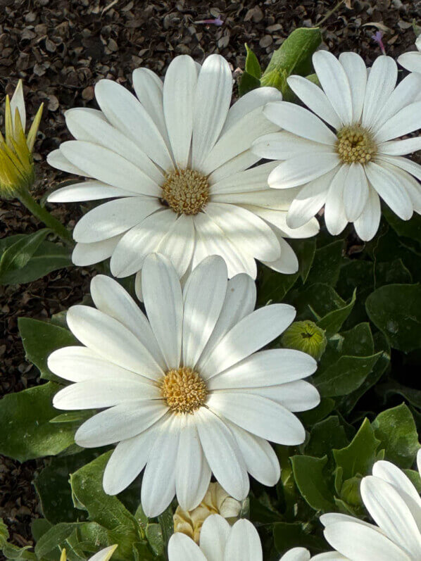 Osteospermum ecklonis Akila Daisy White en été dans le Jardin des plantes, Paris 5e (75)