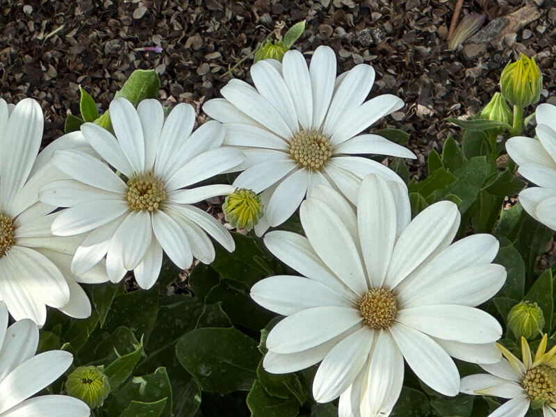 Osteospermum ecklonis Akila Daisy White en été dans le Jardin des plantes, Paris 5e (75)