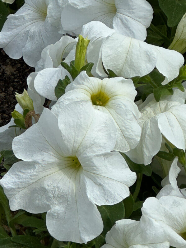 Lire la suite à propos de l’article Pétunia Parade White, une superbe variété aux grandes fleurs blanc pur