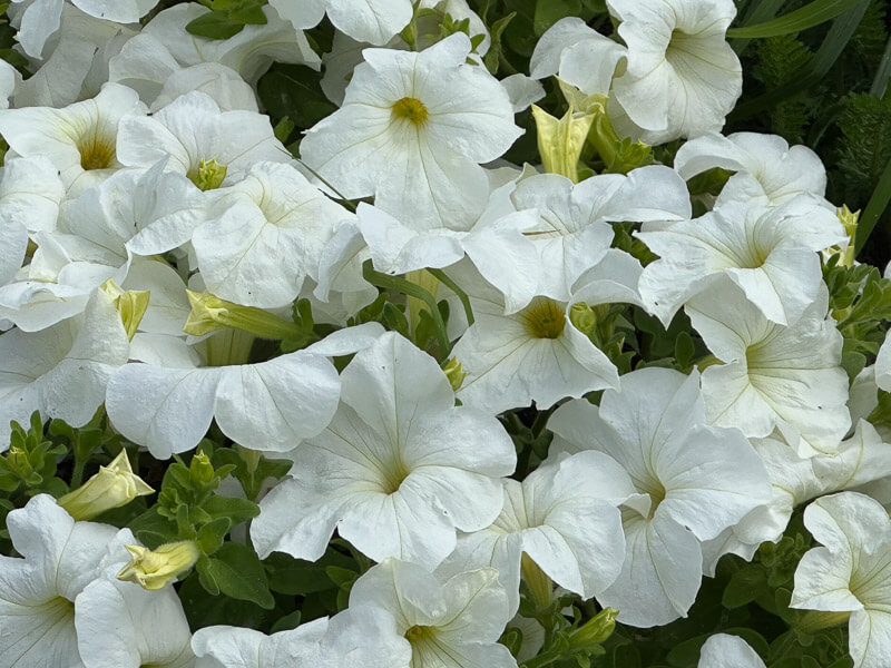 Pétunia 'Parade White' en été dans le Jardin des plantes, Paris 5e (75)