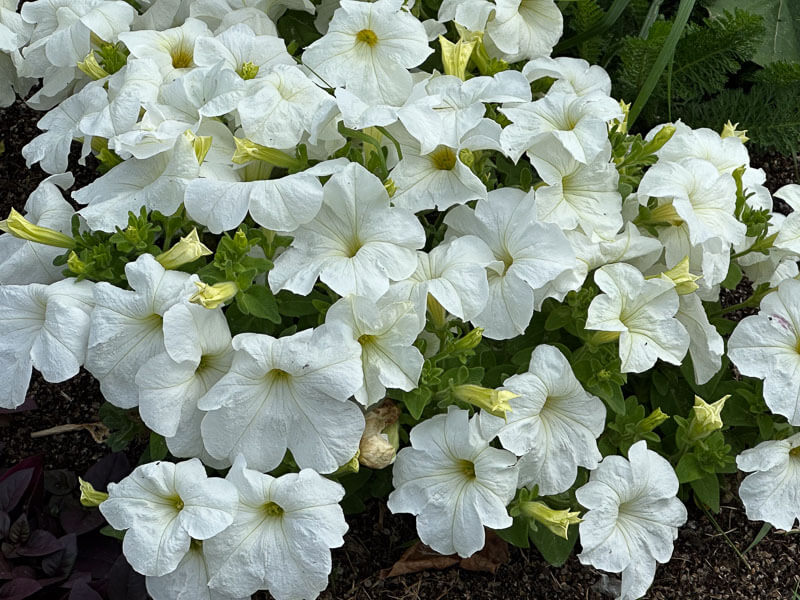 Pétunia 'Parade White' en été dans le Jardin des plantes, Paris 5e (75)