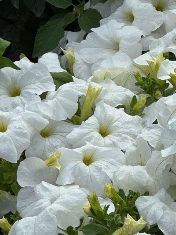 Pétunia 'Parade White' en été dans le Jardin des plantes, Paris 5e (75)