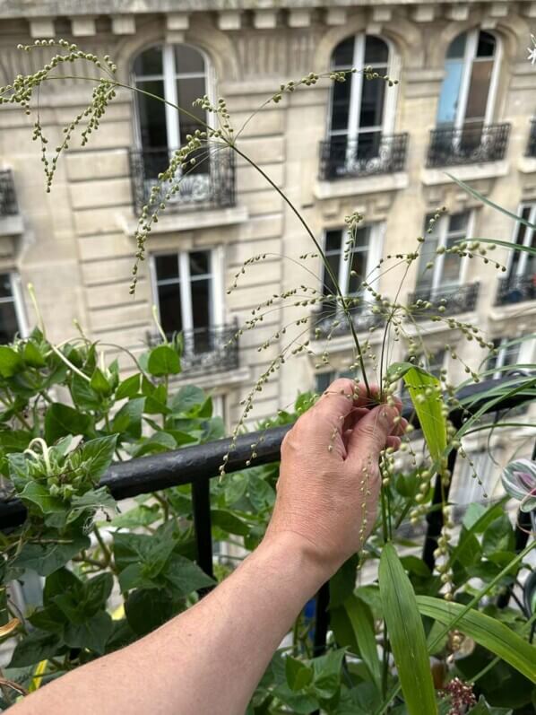 Phaenosperma globosa, Poacées, en été sur mon balcon parisien, Paris 19e (75)