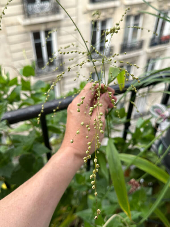 Phaenosperma globosa, Poacées, en été sur mon balcon parisien, Paris 19e (75)
