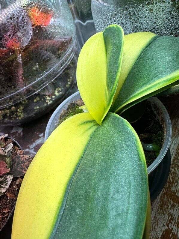 Phalaenopsis, orchidée, plante d'intérieur, Paris 19e (75)