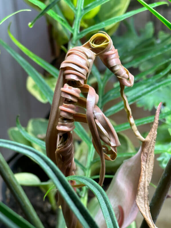 Philodendron bipinnatifidum 'Tortum', Araceae, plante d'intérieur, Paris 19e (75)