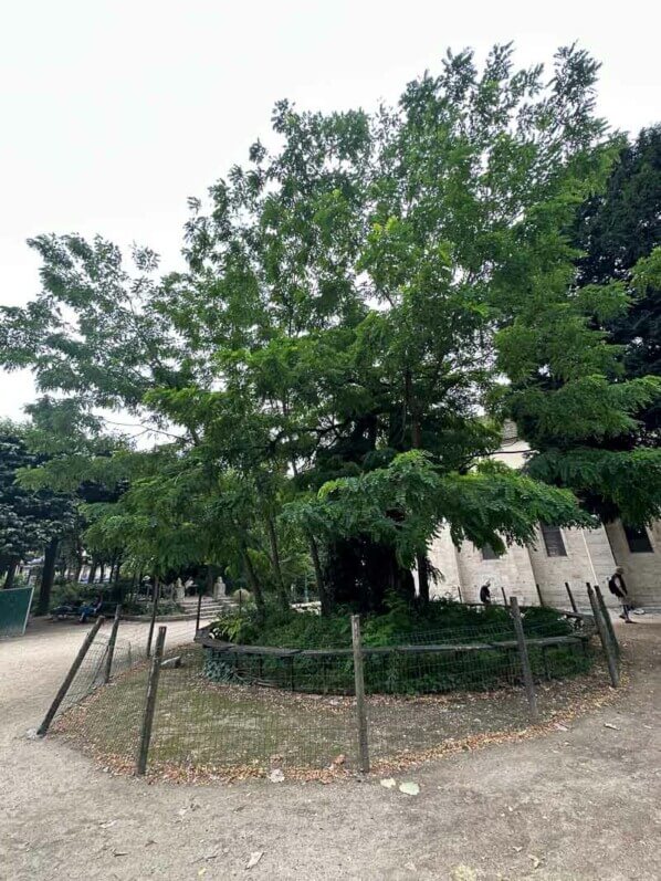 Lire la suite à propos de l’article Visite pour revoir l’arbre le plus ancien de Paris, le robinier faux-acacia du square René Viviani (Paris 5e)
