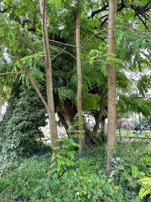 Robinia pseudoacacia, robinier faux-acacia, square Viviani, Paris 5e (75)