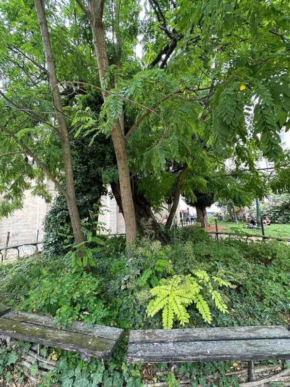Robinia pseudoacacia, robinier faux-acacia, square Viviani, Paris 5e (75)