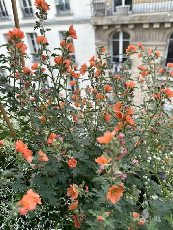 Sphaeralcea 'Childerley' en été sur mon balcon parisien, Paris 19e (75)