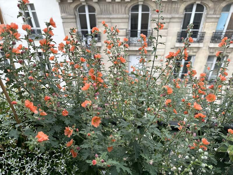 Sphaeralcea 'Childerley' en été sur mon balcon parisien, Paris 19e (75)