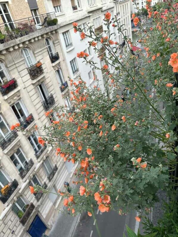 Sphaeralcea 'Childerley' en été sur mon balcon parisien, Paris 19e (75)