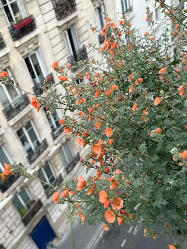 Sphaeralcea 'Childerley' en été sur mon balcon parisien, Paris 19e (75)