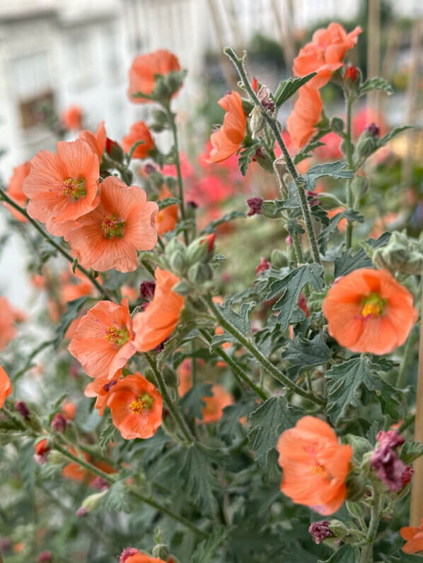 Sphaeralcea 'Childerley' en été sur mon balcon parisien, Paris 19e (75)