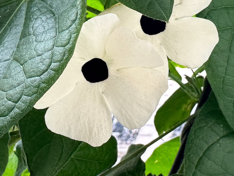 Fleur de Suzanne-aux-yeux-noirs (Thunbergia alata) en été sur mon balcon parisien, Paris 19e (75)