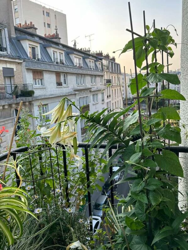 Thunbergia alata en été sur mon balcon parisien, Paris 19e (75)