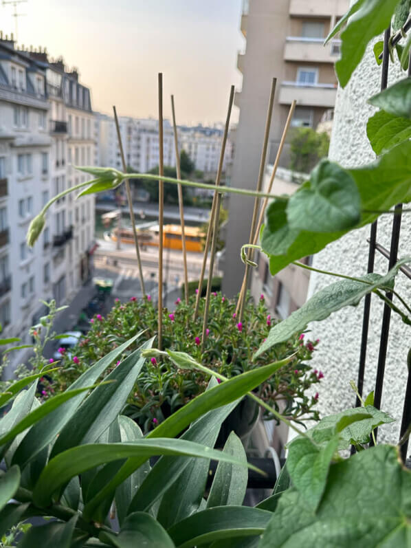 Thunbergia alata en été sur mon balcon parisien, Paris 19e (75)