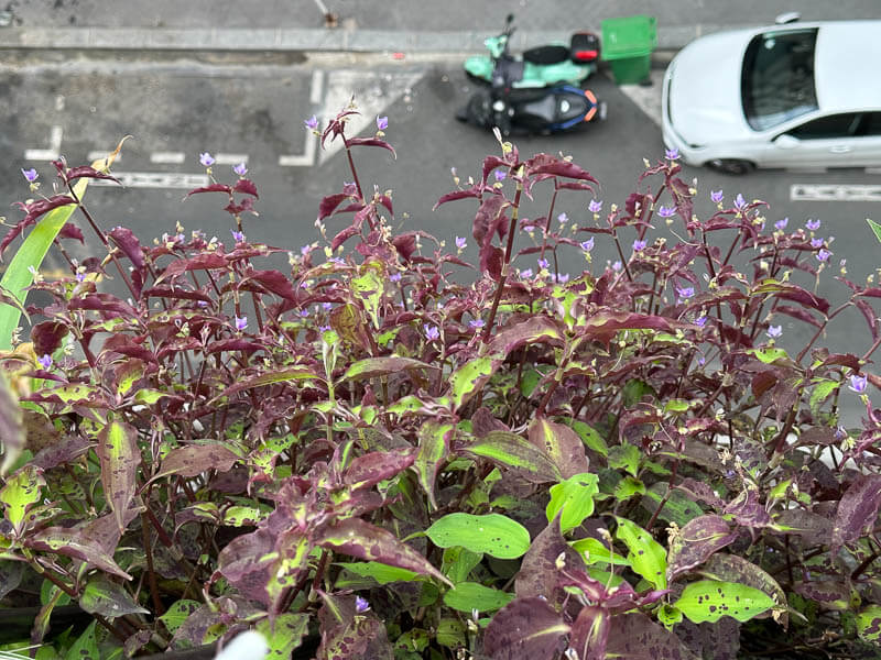 Tinantia pringlei en été sur mon balcon parisien, Paris 19e (75)