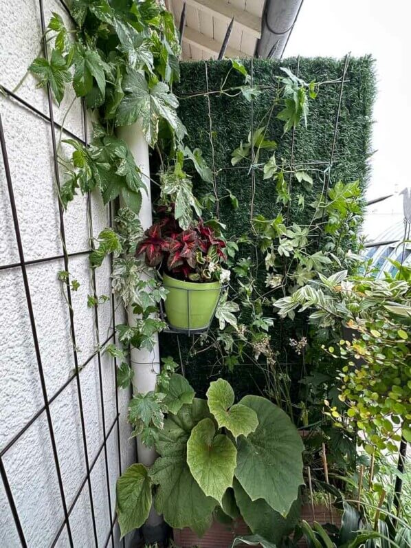 Houblon à feuillage panaché palissé sur mon balcon parisien, Paris 19e (75)