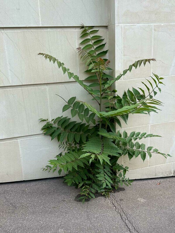 Semis spontané d'ailante (Ailanthus altissima) au printemps dans Paris, Paris 16e (75)