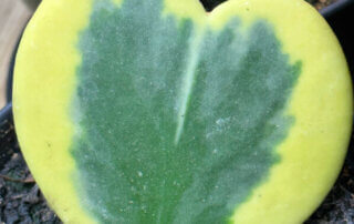 Bouture de feuille d'Hoya kerrii 'Variegata', plante d'intérieur, Paris 19e (75)