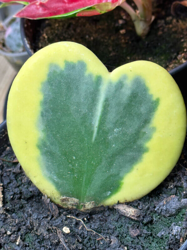 Bouture de feuille d'Hoya kerrii 'Variegata', plante d'intérieur, Paris 19e (75)