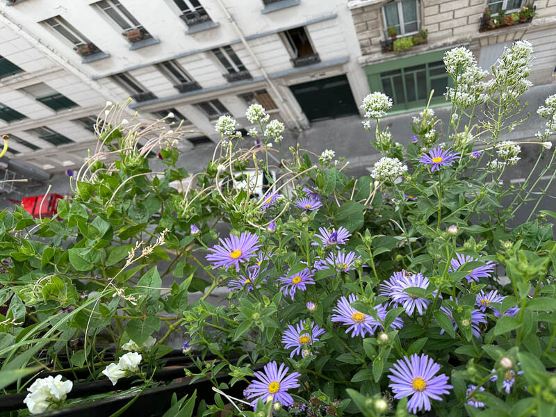 Aster x frikartii 'Mönch', Centranthus ruber 'Albus', Mirabilis longiflora en été sur mon balcon parisien, Paris 19e (75)