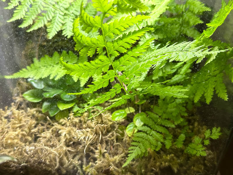 Lire la suite à propos de l’article Une fougère s’est invitée dans un de mes terrariums et l’envahit