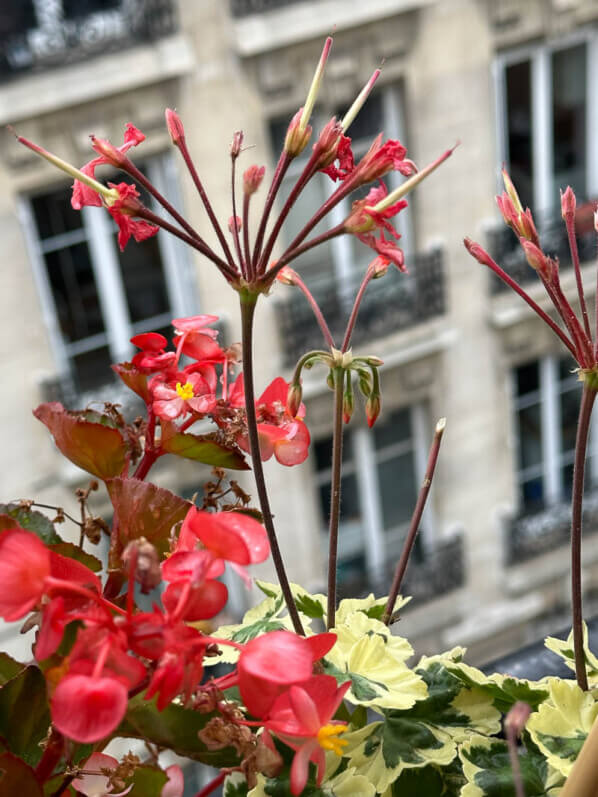 Pelargonium avec des fleurs et des graines en été sur mon balcon parisien, Paris 19e (75)