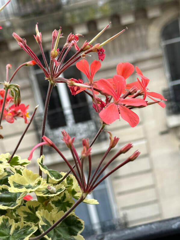 Pelargonium avec des fleurs et des graines en été sur mon balcon parisien, Paris 19e (75)