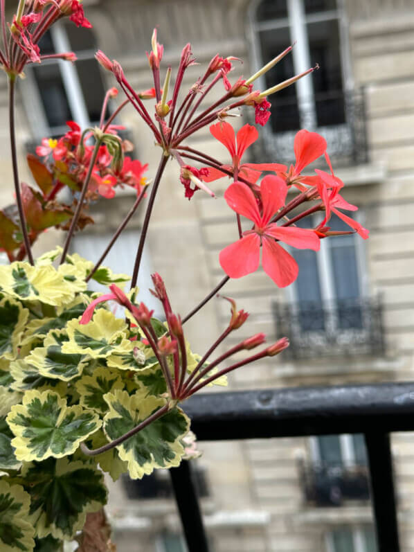 Pelargonium avec des fleurs et des graines en été sur mon balcon parisien, Paris 19e (75)