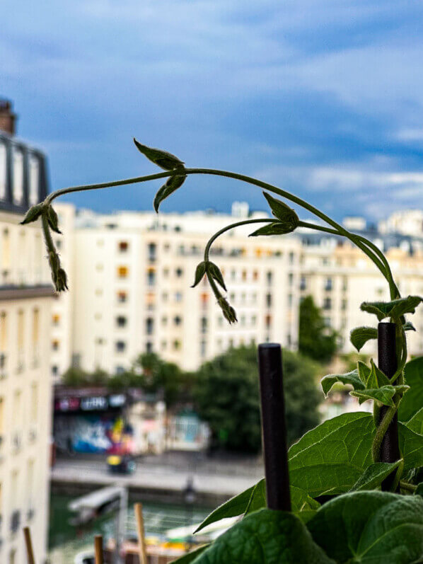 Thunbergia alata, nouvelle pousse, en été sur mon balcon parisien, Paris 19e (75)