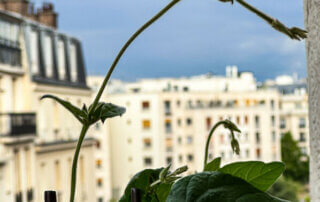 Thunbergia alata, nouvelle pousse, en été sur mon balcon parisien, Paris 19e (75)