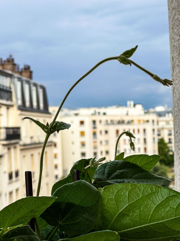 Thunbergia alata, nouvelle pousse, en été sur mon balcon parisien, Paris 19e (75)