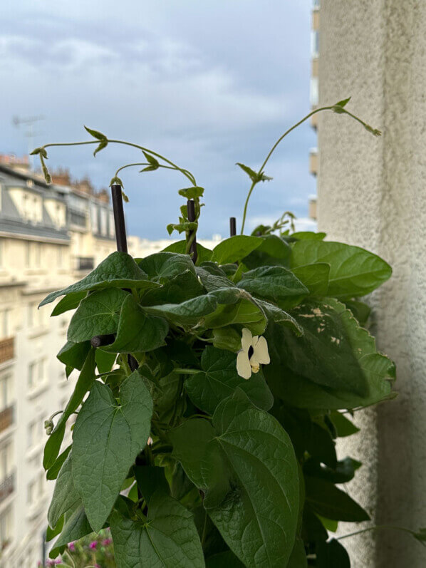 Thunbergia alata, nouvelle pousse, en été sur mon balcon parisien, Paris 19e (75)