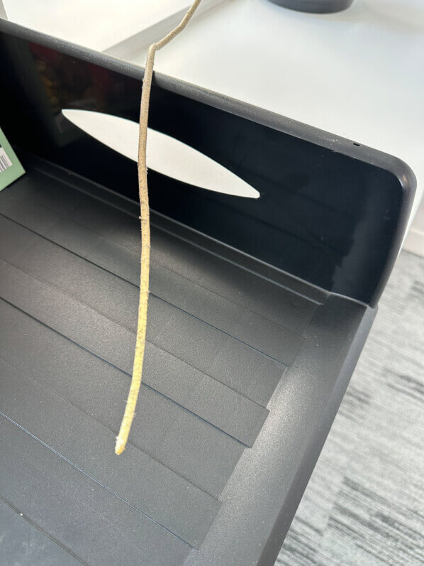 Racine aérienne de Monstera deliciosa, Araceae, racine aérienne, plante d'intérieur, Boulogne-Billancourt (92)