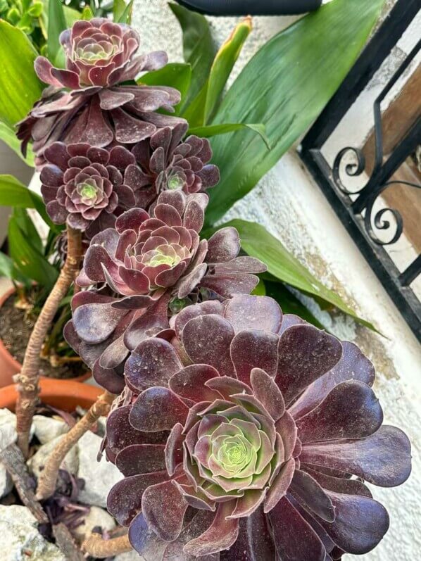 Aeonium, Espagne, août 2023