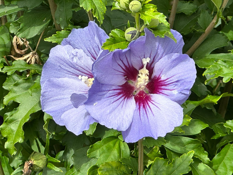 Althéa (Hibiscus syriacus) en été dans le square de l'Abbé-Migne, place Denfert-Rochereau, Paris 14e (75)