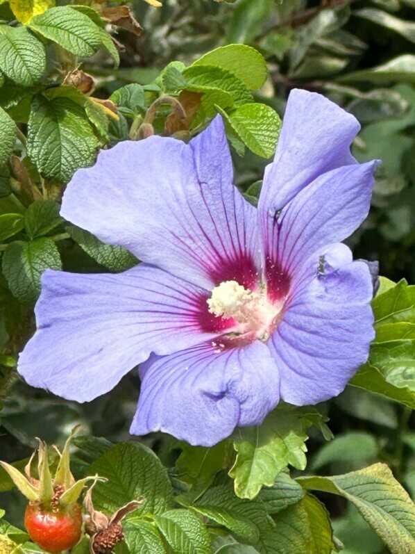 Althéa (Hibiscus syriacus) en été dans le square de l'Abbé-Migne, place Denfert-Rochereau, Paris 14e (75)