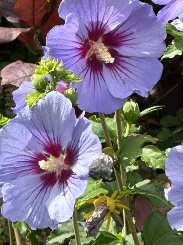 Althéa (Hibiscus syriacus) en été dans le square de l'Abbé-Migne, place Denfert-Rochereau, Paris 14e (75)