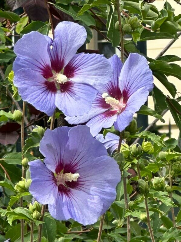 Althéa (Hibiscus syriacus) en été dans le square de l'Abbé-Migne, place Denfert-Rochereau, Paris 14e (75)