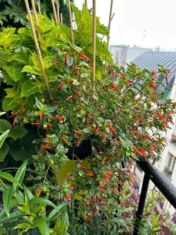 En été sur mon balcon parisien, Paris 19e (75)